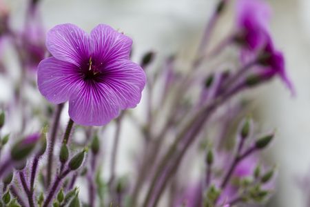macro detail of some blue flowers in the beginning of spring  (selective and soft focus)の写真素材