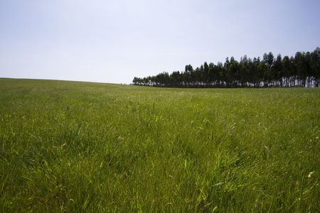 beautiful landscape of grass and trees