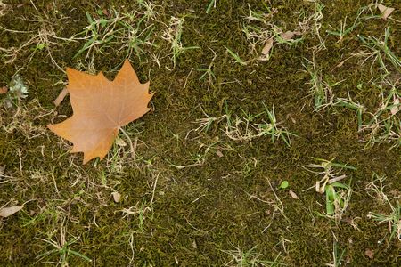 single leaf in the ground at autumn seasonの写真素材