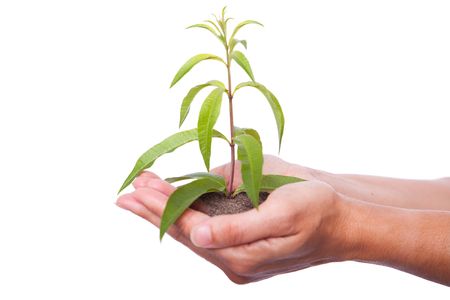happy young woman holding a green plant with her hands (selective focus)の写真素材