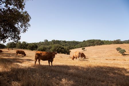 cow eating grass at the farmの写真素材