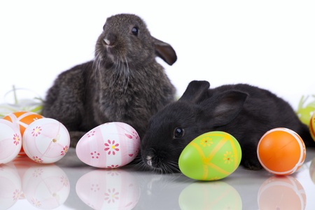 Rabbit playing with a easter egg  (isolated on white)