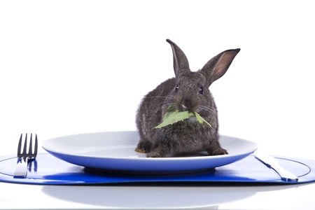 Rabbit inside a plate (isolated on white)の写真素材