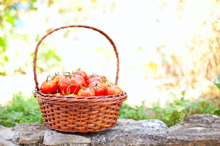 Tomatoes from a rustic farmの写真素材