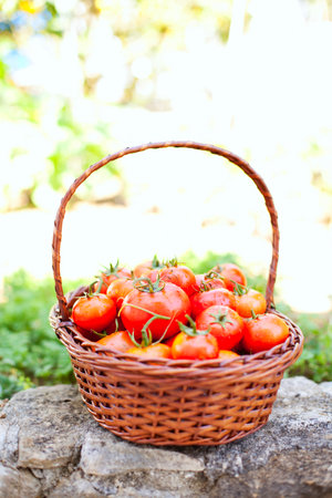 Tomatoes from a rustic farmの写真素材