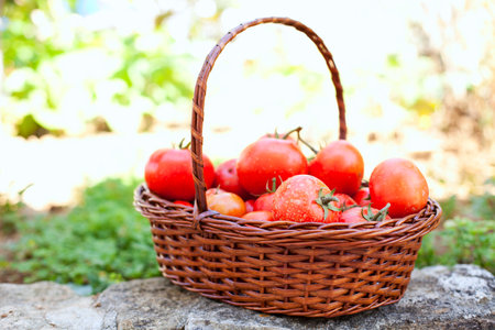 Tomatoes from a rustic farmの写真素材