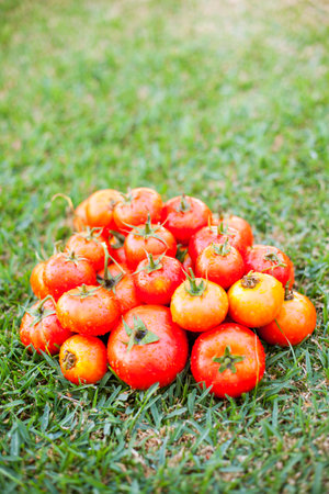 Tomatoes from a rustic farmの写真素材