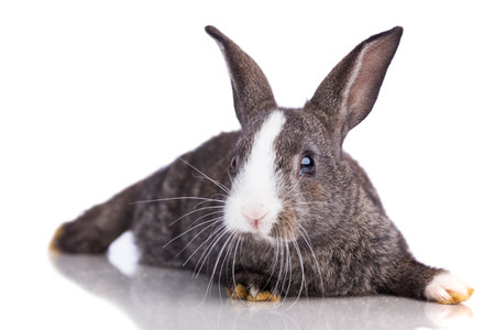Cute rabbit isolated on whiteの写真素材