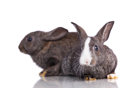 Two cute rabbits isolated on whiteの写真素材