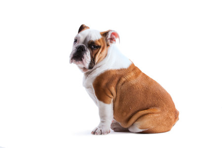 French bulldog posingの写真素材
