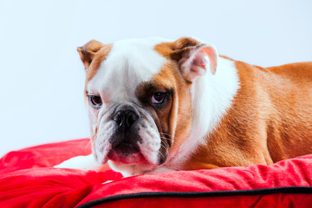 French bulldog resting on a red pillowの写真素材