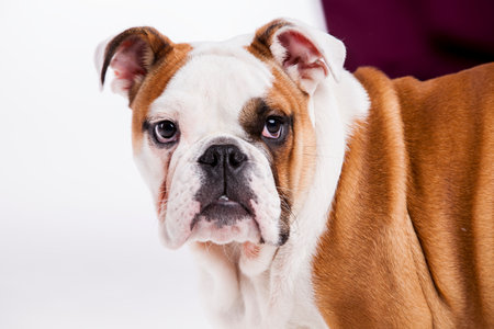 french bulldog faceの写真素材