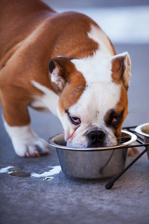French bulldog drinking waterの写真素材