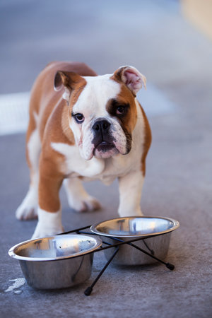 French bulldog drinking water