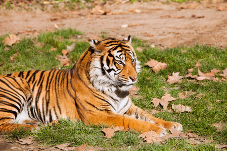 Tiger resting on the grassの写真素材
