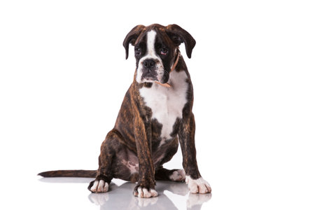 Boxer dog at studioの写真素材