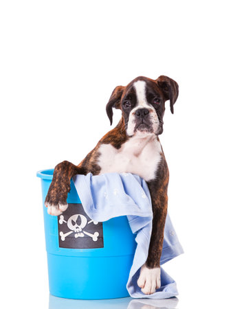 Boxer dog inside a bucketの写真素材