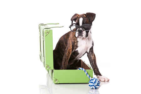 Boxer dog at studioの写真素材