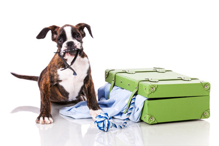 Boxer dog at studioの写真素材