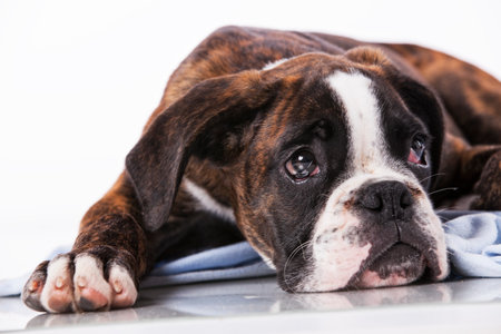 Boxer dog at studioの写真素材
