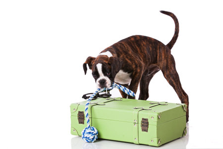 Boxer dog packing his luggageの写真素材