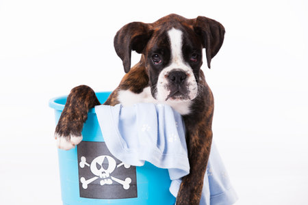 Boxer dog inside a bucketの写真素材