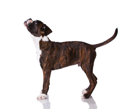 Boxer dog at studioの写真素材