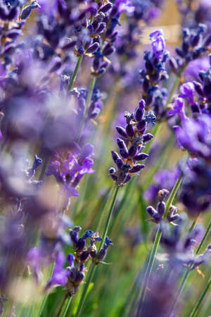 Twig of wild lavender flowers in the mountains, Hautes-Alpes, Franceの写真素材