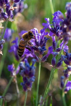 Honey bee foraging wild lavender flowers, Hautes-Alpes, France