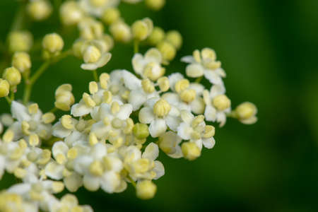 First flowers of Sambucus Nigra (Black Elderberry) in the springtime. Close-up view