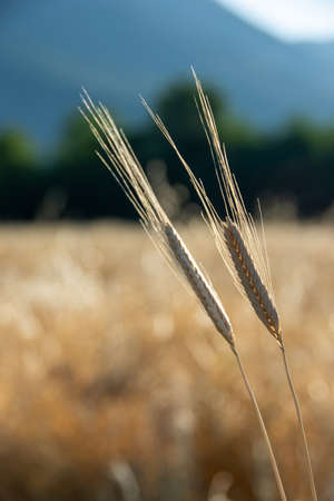 Ears of organic spelt (Triticum spelta) in a field at dawn