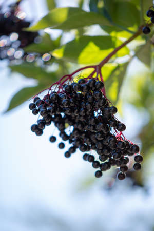 Berries of "Sambucus Nigra" (Black Elderberry) - Fruit clusters closeupの写真素材