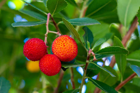 Fruits of Arbutus Unedo in autumn. Also called arbutus or strawberry tree, this tree produces small, edible red berries resembling strawberriesの写真素材