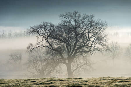 Tree silhouette in the light of a foggy winter morningの写真素材