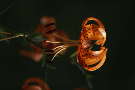 Orange flowersの写真素材