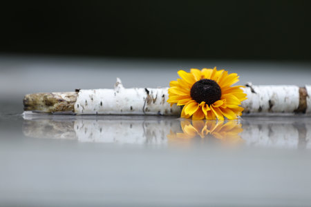 Yellow flower and birch stickの写真素材