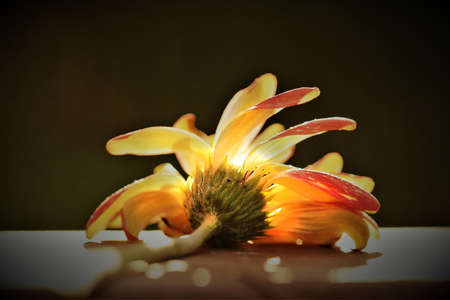 Orange flowersの写真素材