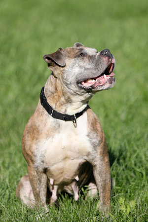 Pitbull mix dogの写真素材