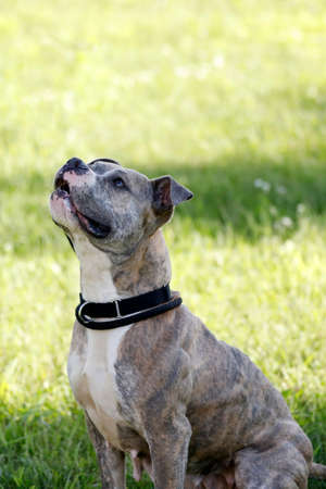 Pitbull mix dogの写真素材