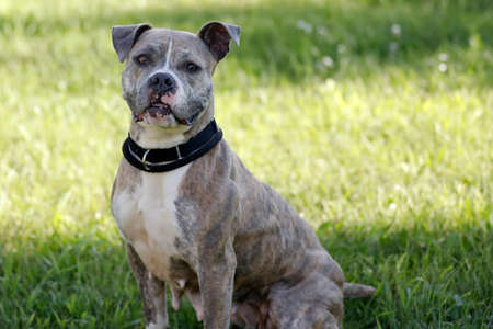 Pitbull mix dogの写真素材