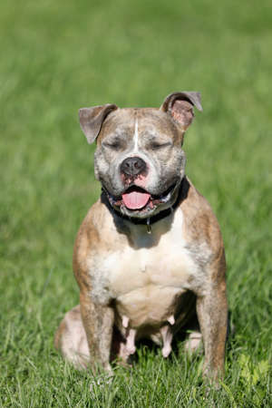 Pitbull mix dogの写真素材
