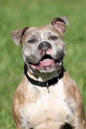 Pitbull mix dogの写真素材