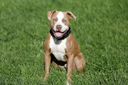 Pitbull mix dogの写真素材