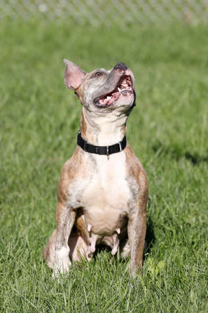 Pitbull mix dogの写真素材