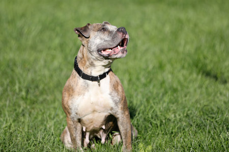 Pitbull mix dogの写真素材