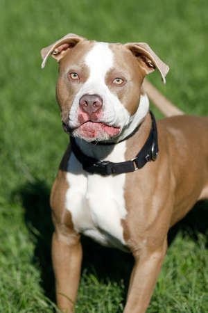 Pitbull mix dogの写真素材