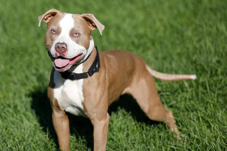 Pitbull mix dogの写真素材