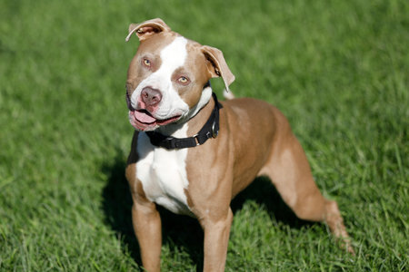 Pitbull mix dogの写真素材