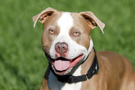 Pitbull mix dogの写真素材