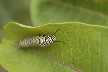 Monarch Caterpillar on milkweed